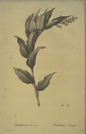 Smilacina racemosa