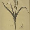 Muscari comosum