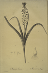 Muscari comosum