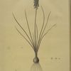 Muscari racemosum