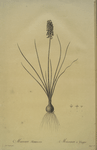 Muscari racemosum