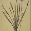 Allium nutans