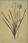 Allium nutans