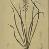 Ornithogalum pyrenaicum