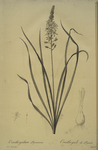 Ornithogalum pyrenaicum