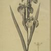 Iris pseudocorus
