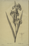 Iris pseudocorus