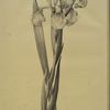 Iris Monnieri