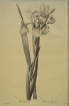 Iris Monnieri