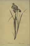 Iris pratensis