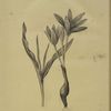 Colchicum variegatum