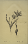 Colchicum variegatum