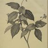 Tradescantia erecta