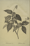 Tradescantia erecta