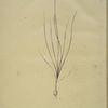 Allium mutabile