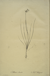 Allium mutabile