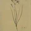 Amaryllis montana