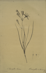 Amaryllis montana