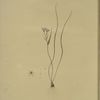 Ornithogalum spathaceum