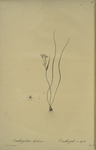 Ornithogalum spathaceum