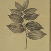 Polygonatum latifolium