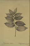 Polygonatum latifolium