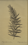 Polygonatum verticillatum