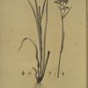 Heritiera tinctorum