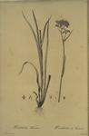 Heritiera tinctorum