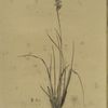 Pleea tenuifolia