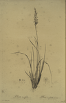 Pleea tenuifolia