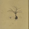 Melanthium gramineum