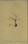 Melanthium gramineum
