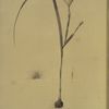 Sisyrinchium collinum