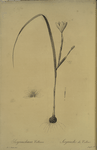 Sisyrinchium collinum