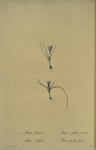 Ixia recurva ; Ixia filifolia
