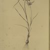 Allium paniculatum