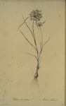 Allium paniculatum