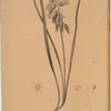 Ornithogalum nutans