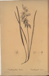 Ornithogalum nutans