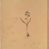 Scilla bifolia