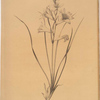 Phalangium liliastrum