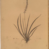 Tofieldia palustris