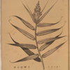 Flagellaria Indica