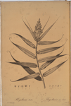 Flagellaria Indica