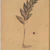 Polygonatum vulgare