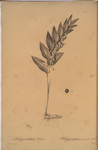 Polygonatum vulgare