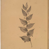 Streptopus amplexifolius