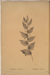 Streptopus amplexifolius