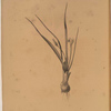 Hypoxis luzulaefolia